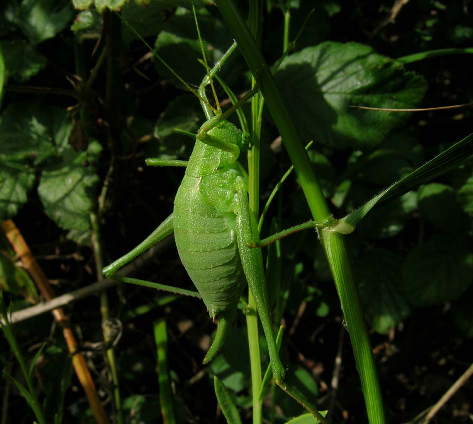 Odontura sp. (Phaneropteridae)